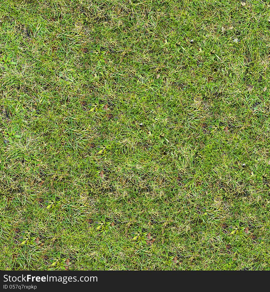 Grass Texture.