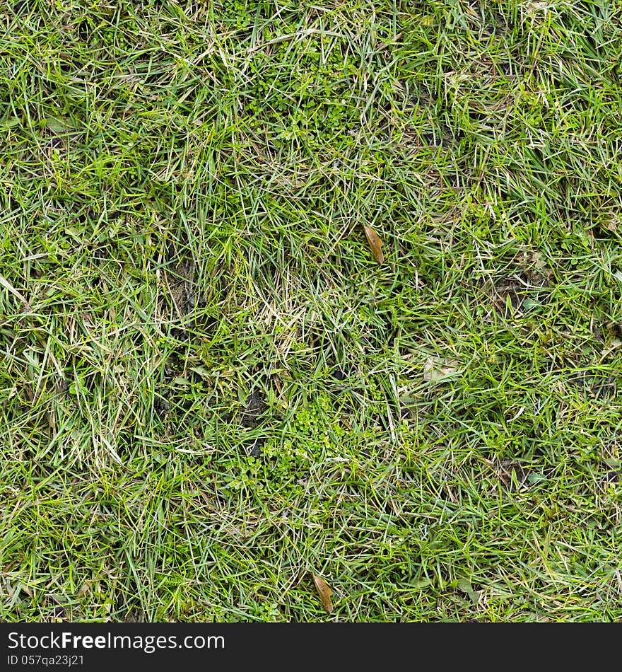 Grass Texture.