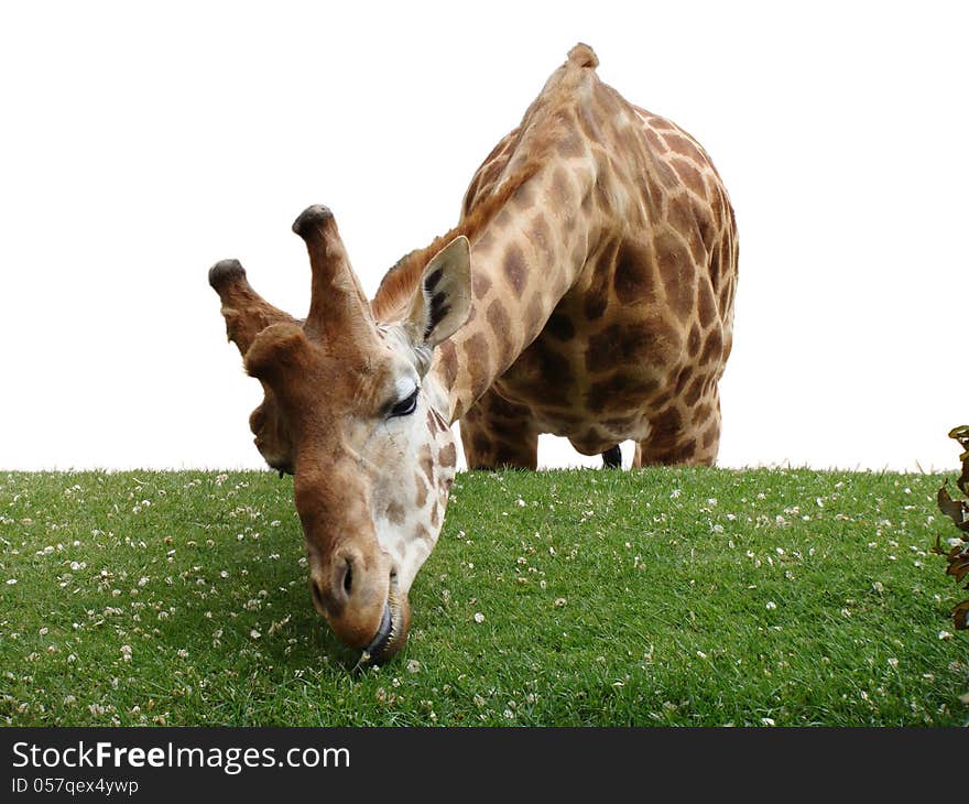 Giraffe eating grass and flowers