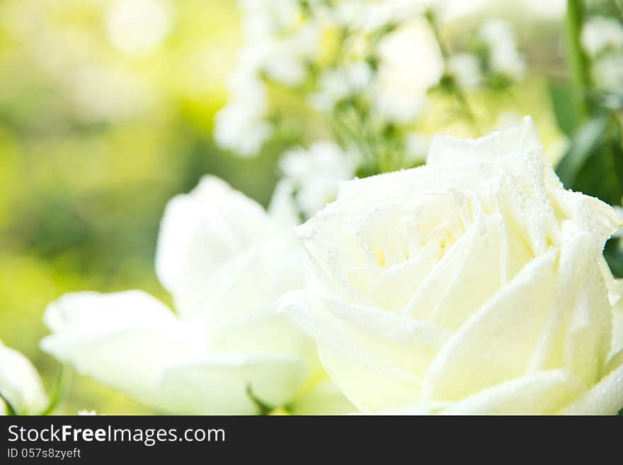 Close up of white rose background