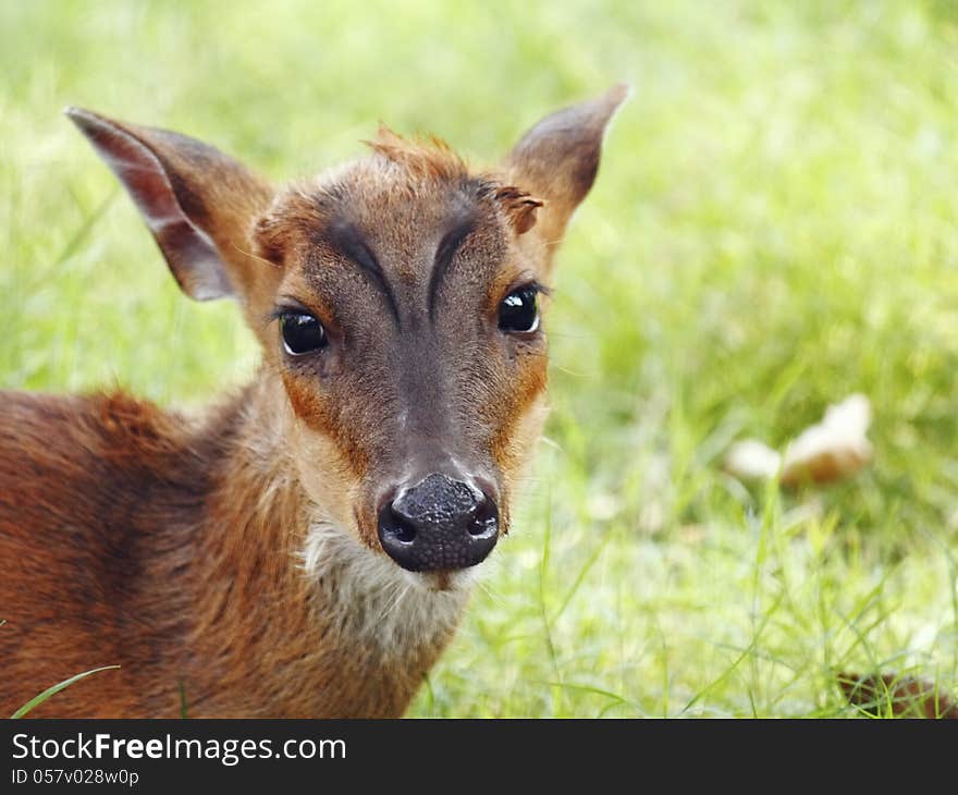 Barking Deer