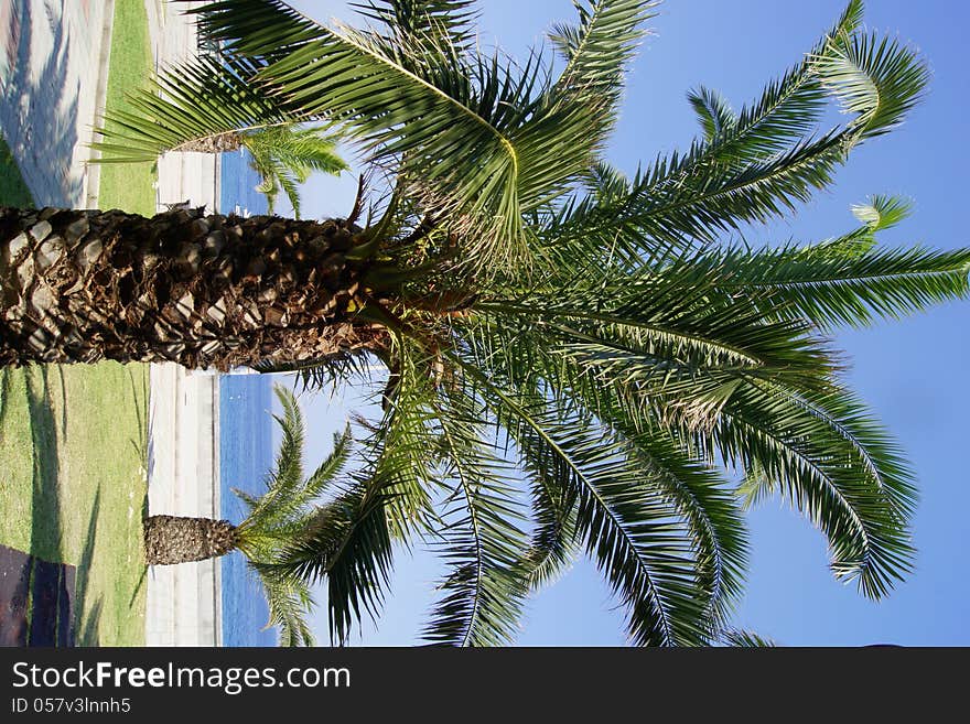 Several palms on the coast of the sea in the sunny weather