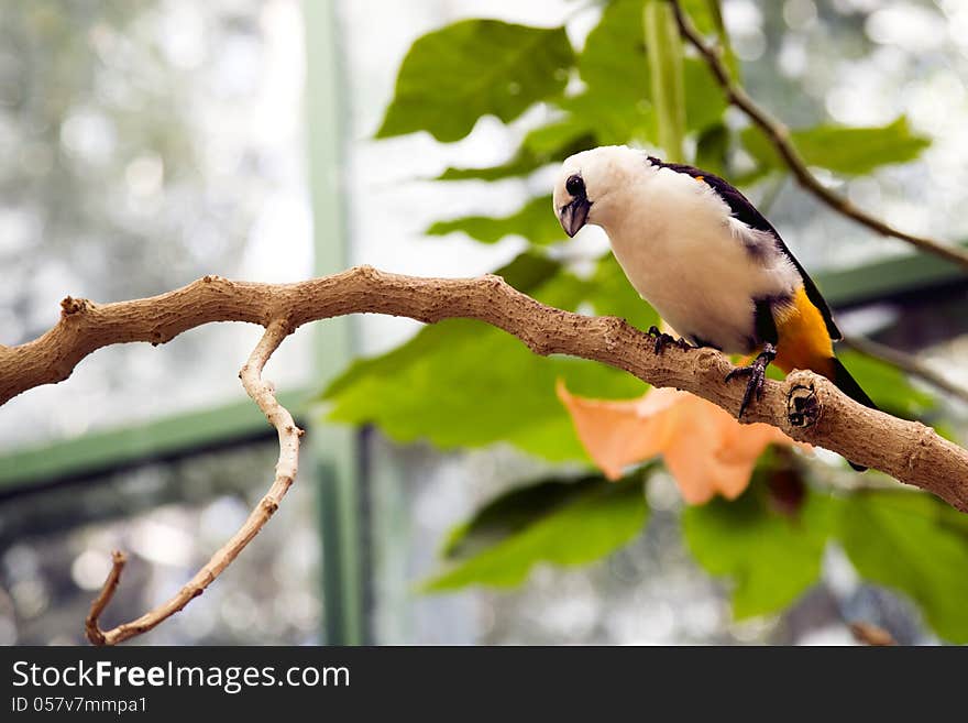 White-headed Buffalo Weaver