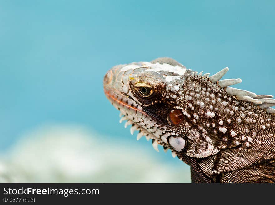 Iguana