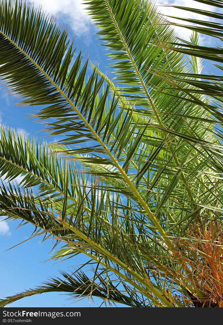 Palm tree against the sky