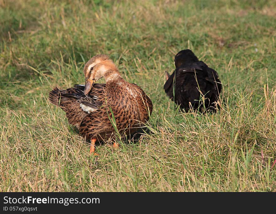 Ducks walk on the grass.