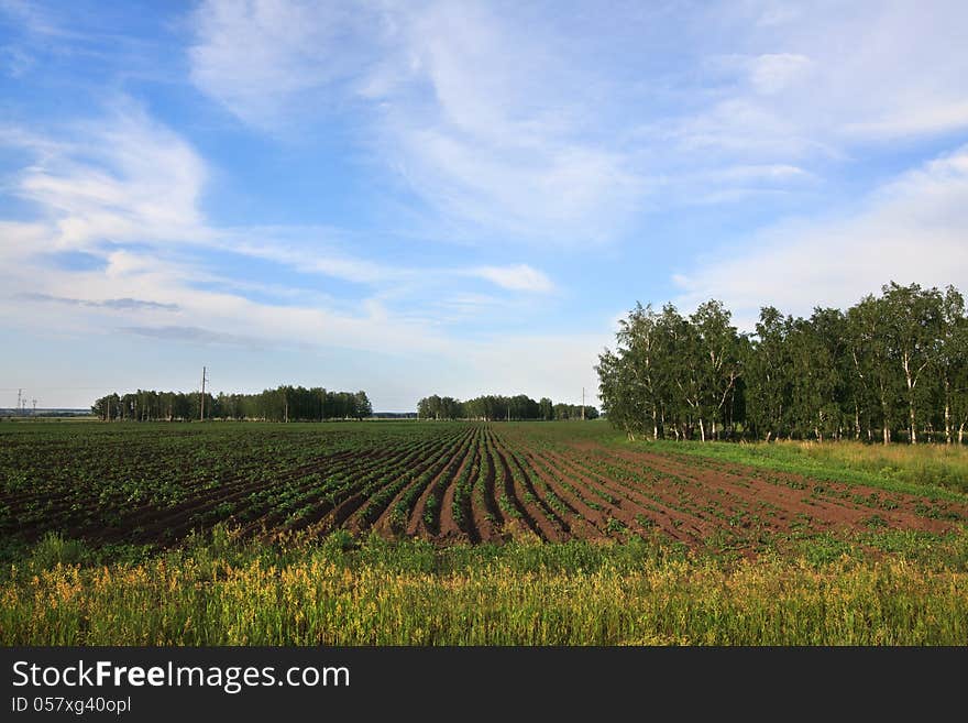 Blue sky with clouds above the potato a field. Omsk Region. Russia.