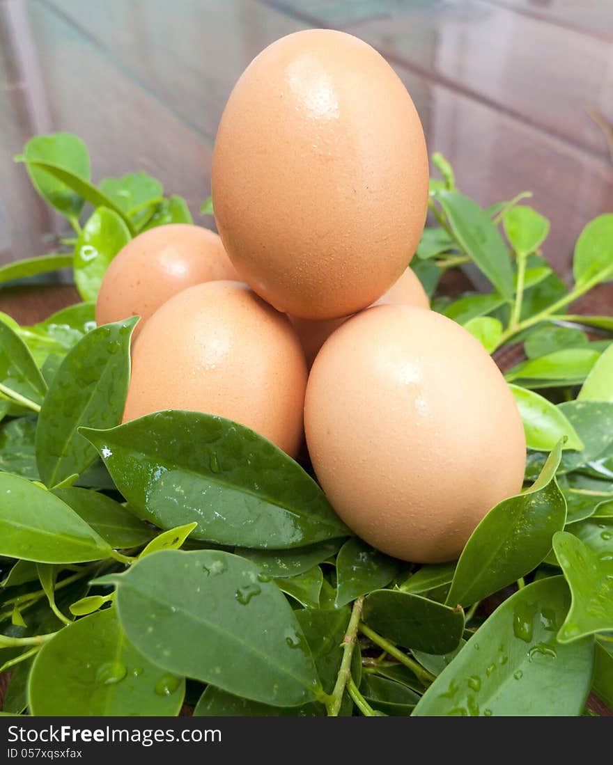 Five brown eggs in  the leaf. Five brown eggs in  the leaf.