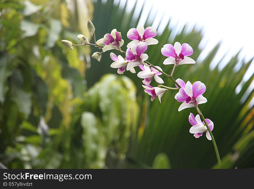 White orchid purple.