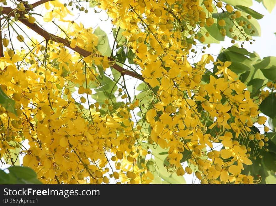 The Ratchaphruek tree is filled with yellow flowers. The Ratchaphruek tree is filled with yellow flowers.