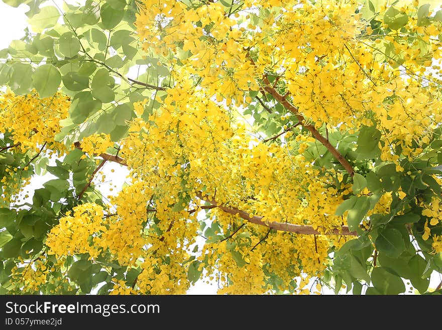 The wide angle image Ratchaphruek tree is filled with yellow flowers. The wide angle image Ratchaphruek tree is filled with yellow flowers.