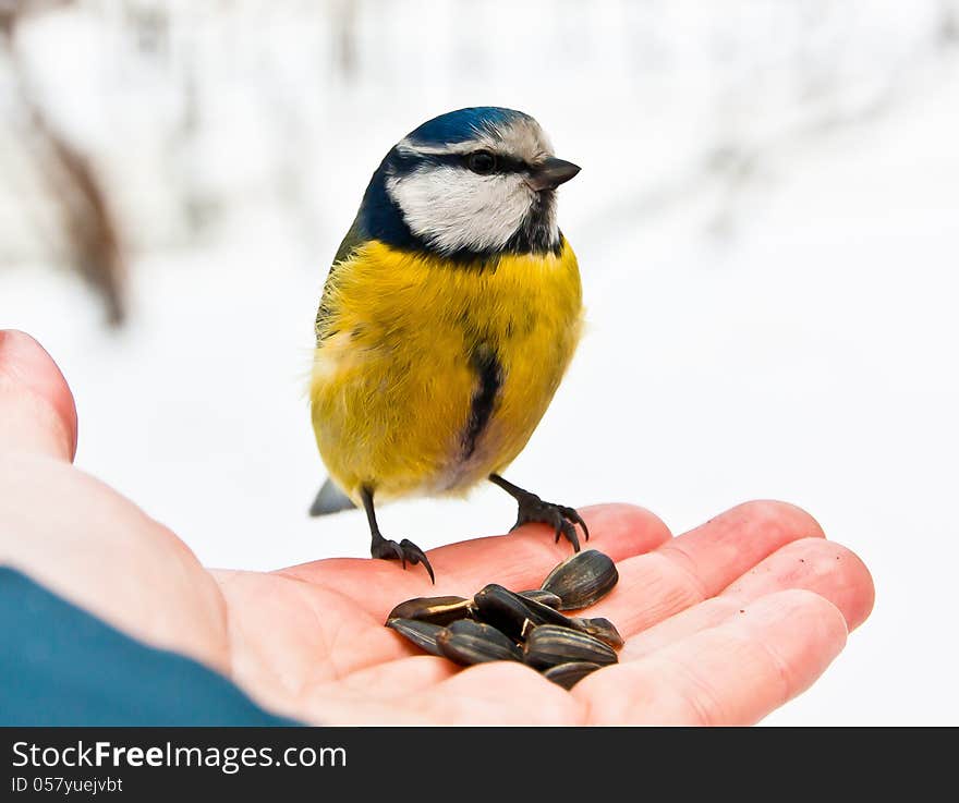 Blue Tit