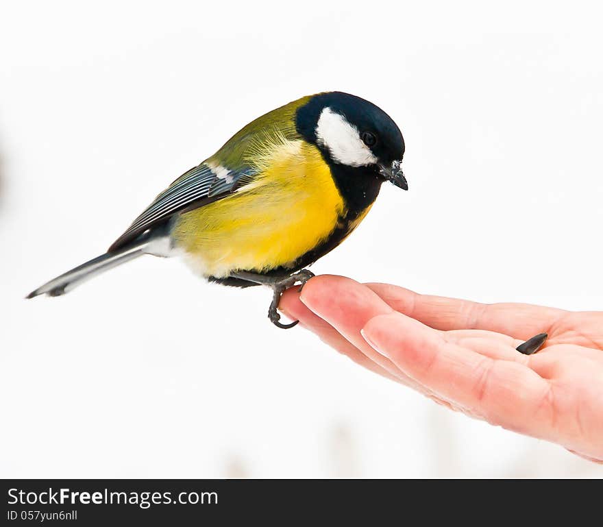 Great Tit at a hand