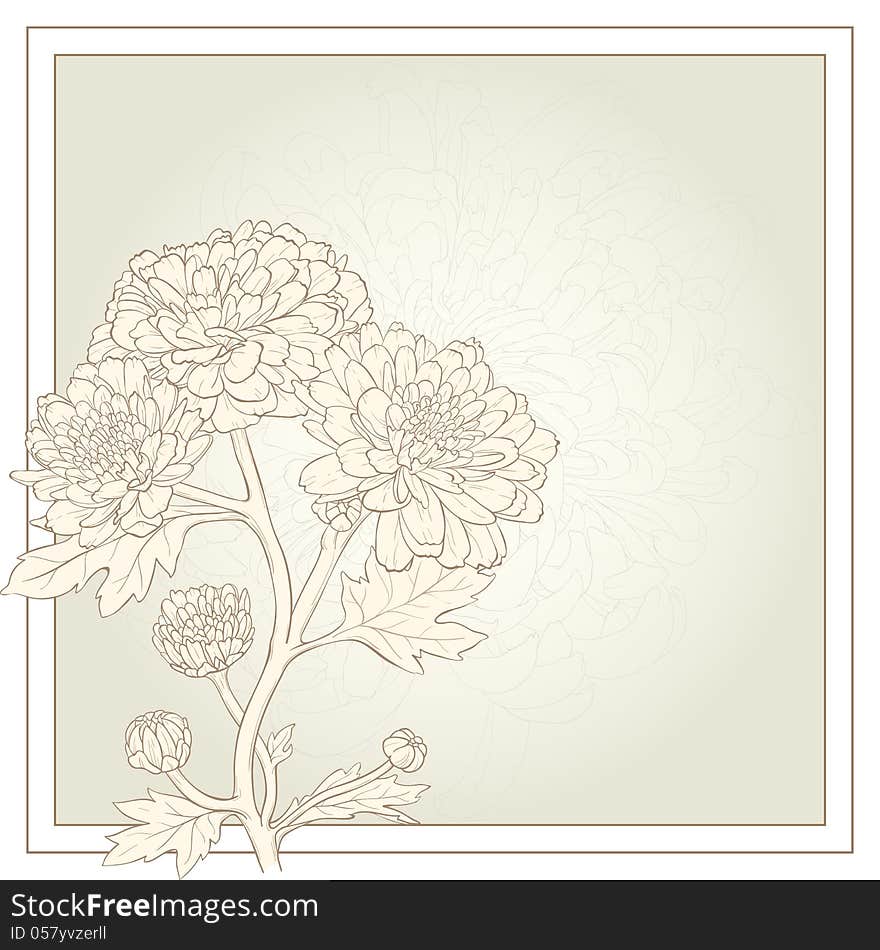 Vector illustration for greeting card with chrysanthemum. Vector illustration for greeting card with chrysanthemum.