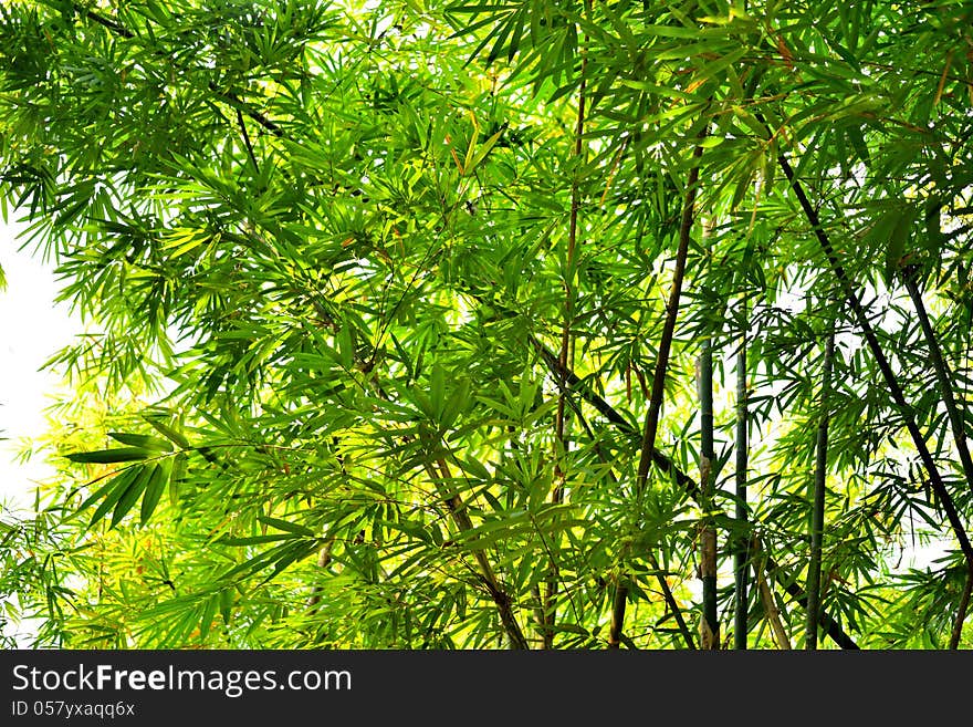 Bamboo forest with glorious morning sunshine