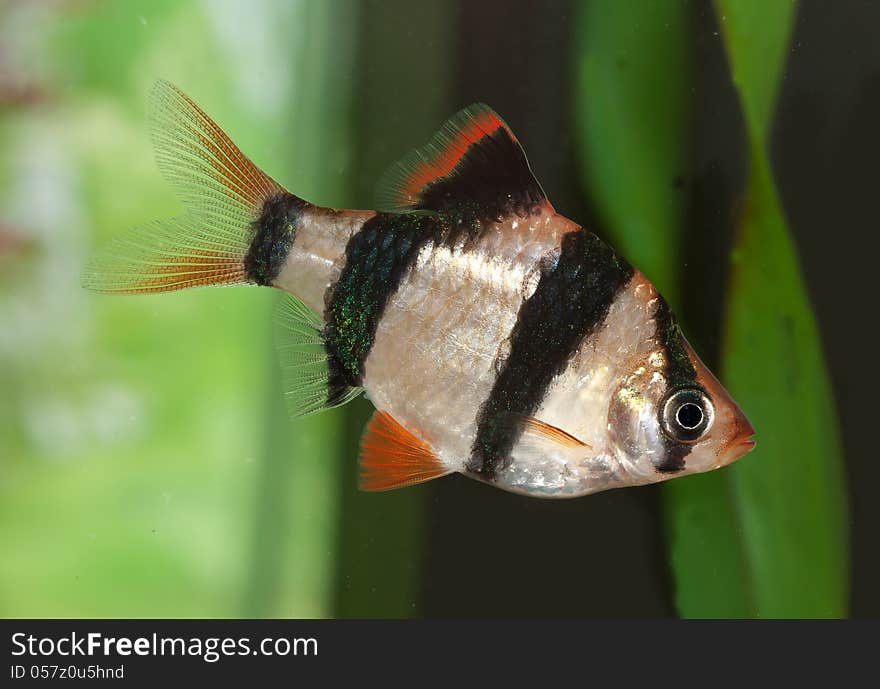 Sumatra Barb. Aquarium Fish