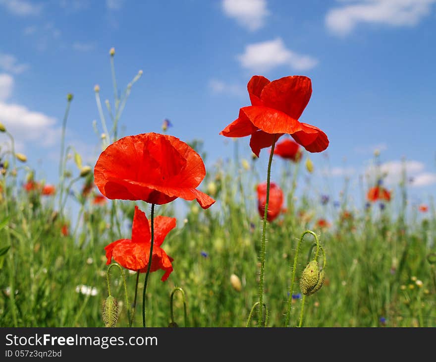 Two red poppy flowers on sky background