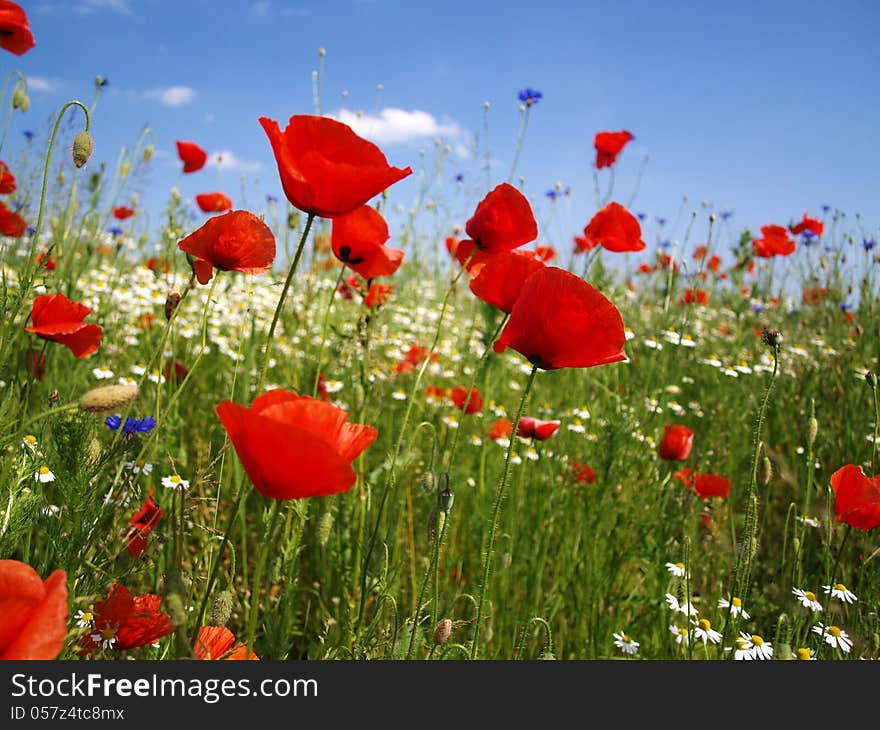 Red poppy flowers on sky background. Red poppy flowers on sky background