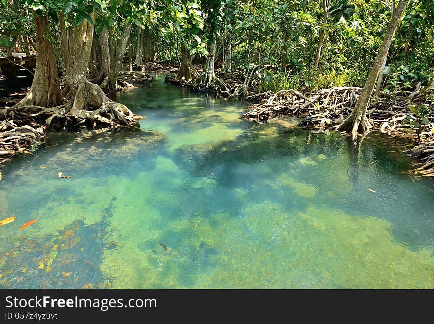 Mangrove forests ( swamp ) with Stream