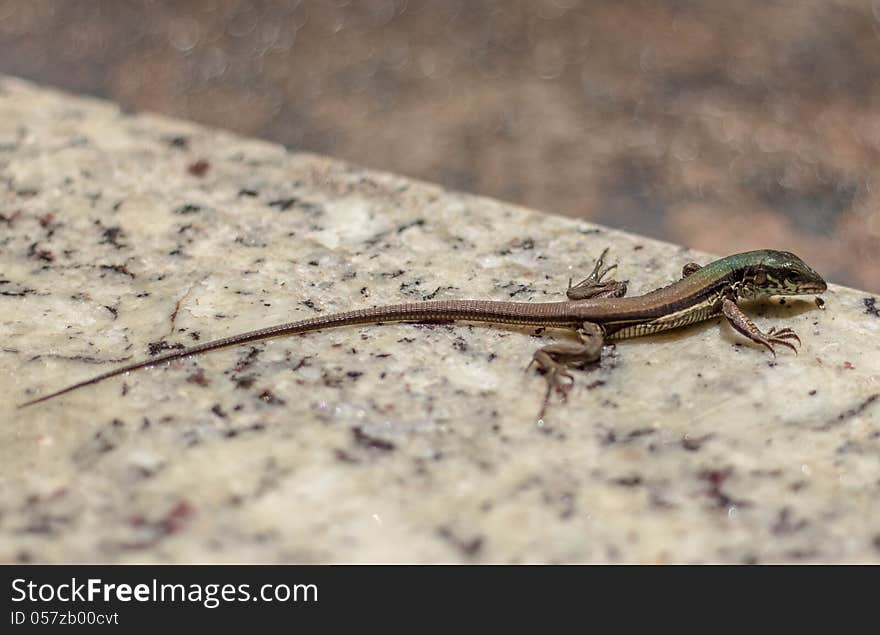 Small lizard