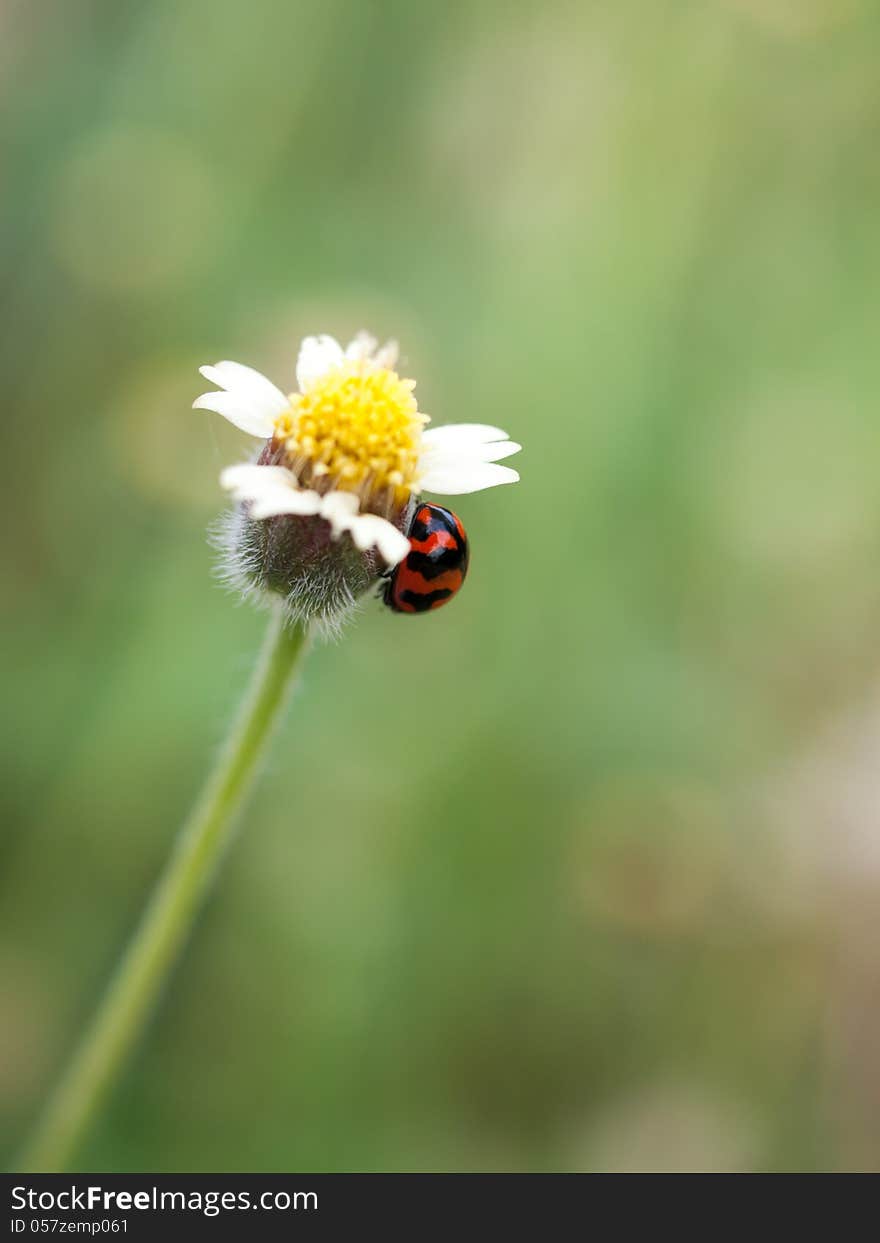 Ladybug and small grass flowers