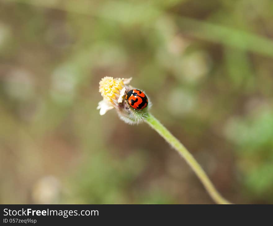 Ladybug and small grass flowers