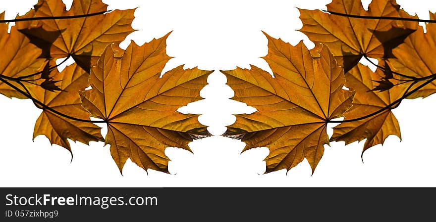 Maple leaves in a white background