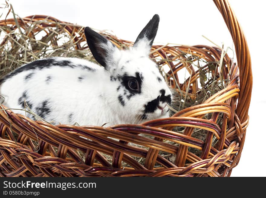 Spotty rabbit in a basket on a white background