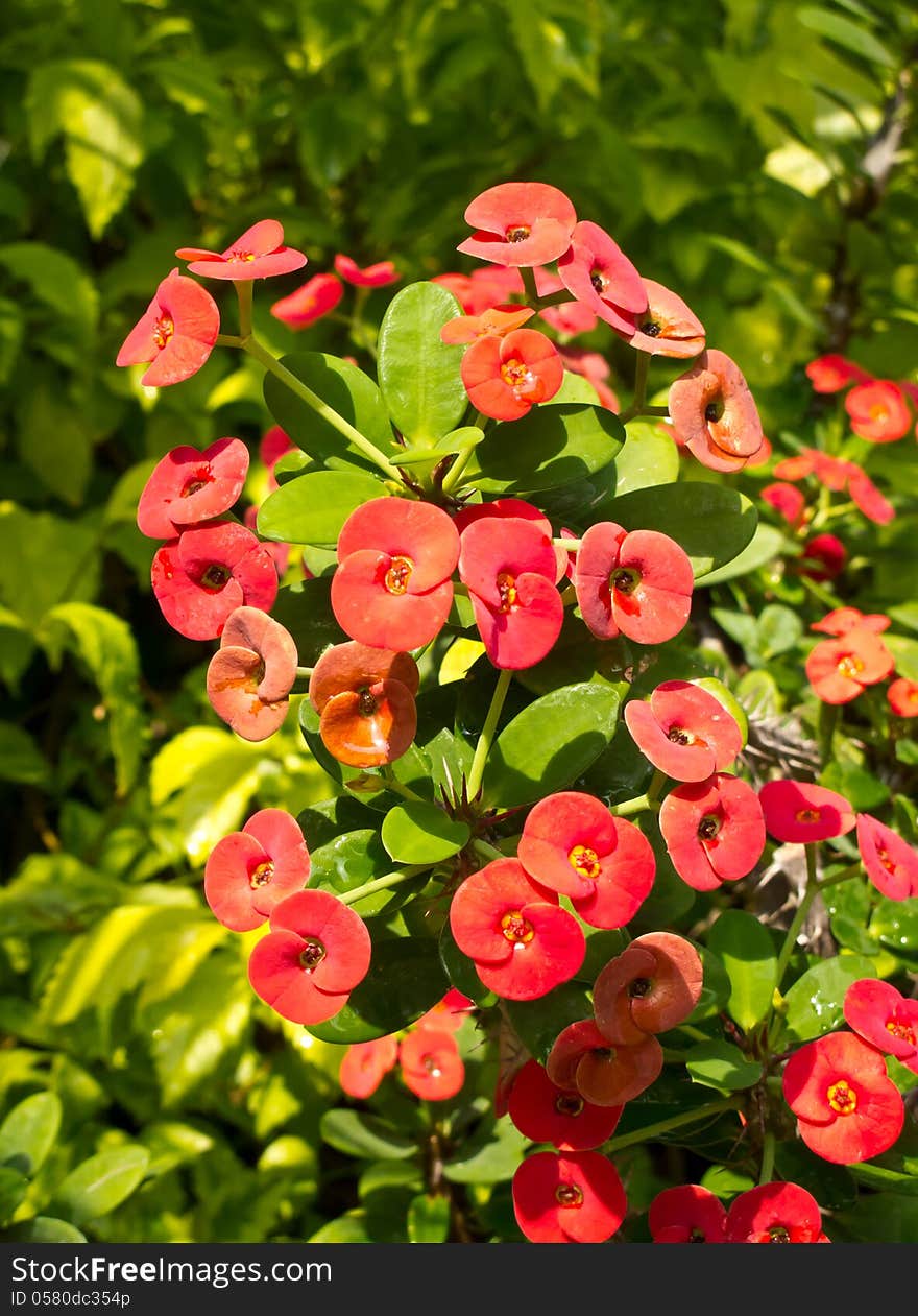 Red euphorbia