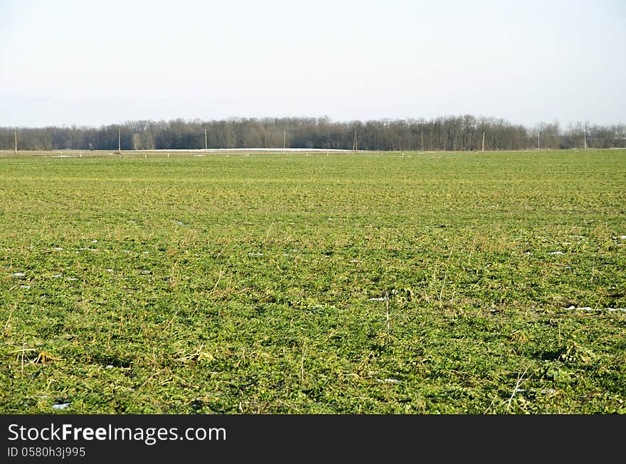 Green fields on early spring