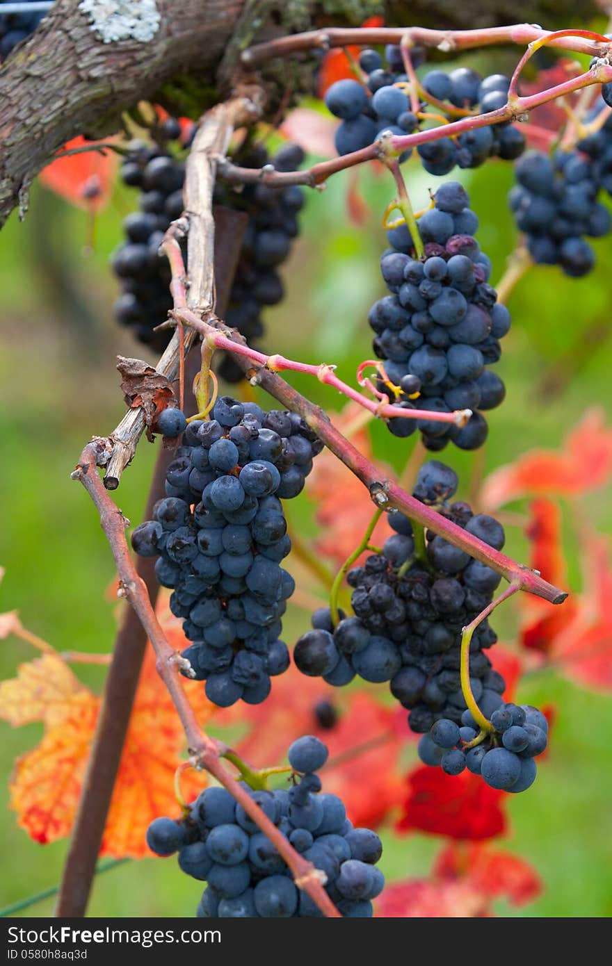 Grapes on the Vine ready to be harvested