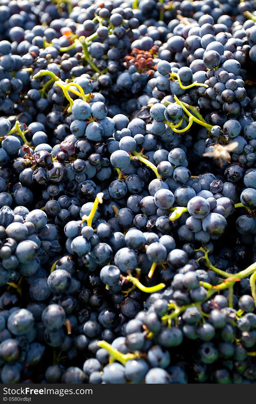 Close up of Red grapes after harvest ready to br processed