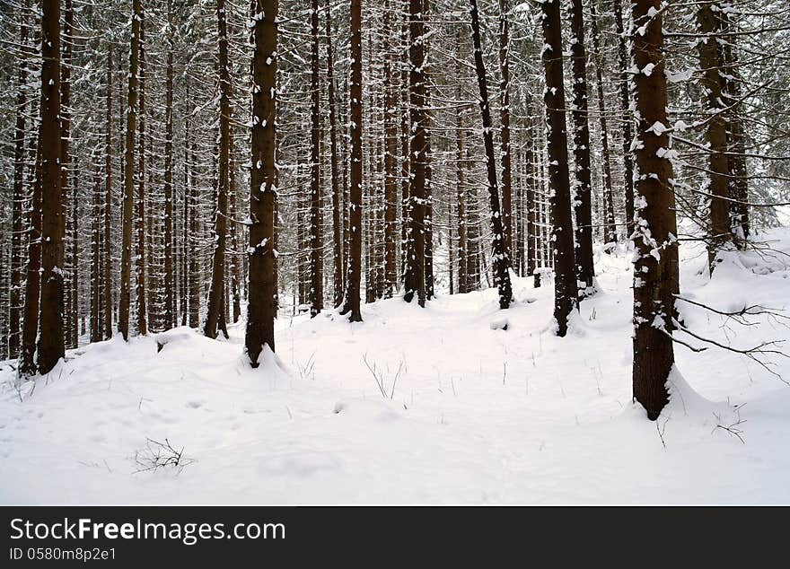 Snowy spruce forest