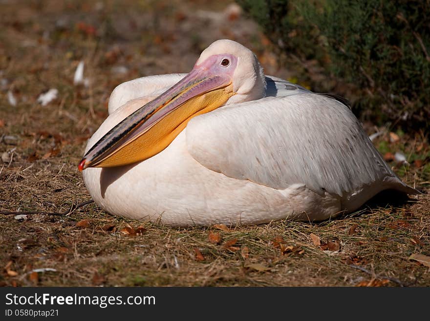 Pink Pelican