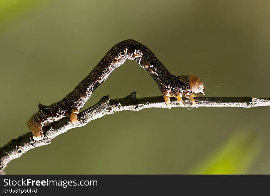 Macro of a mimicry caterpillar climbing on a twig