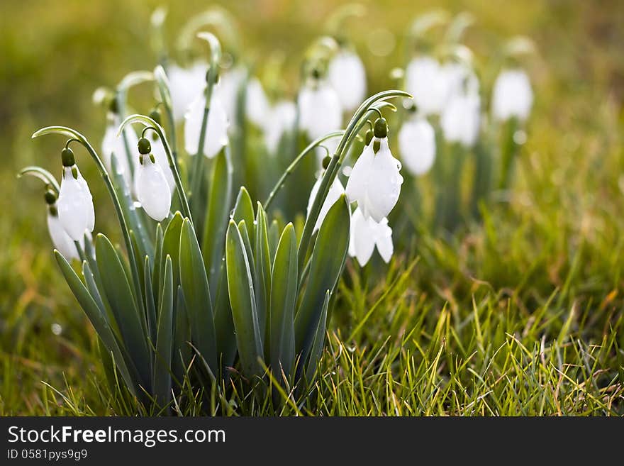 Beautiful White Snowdrops