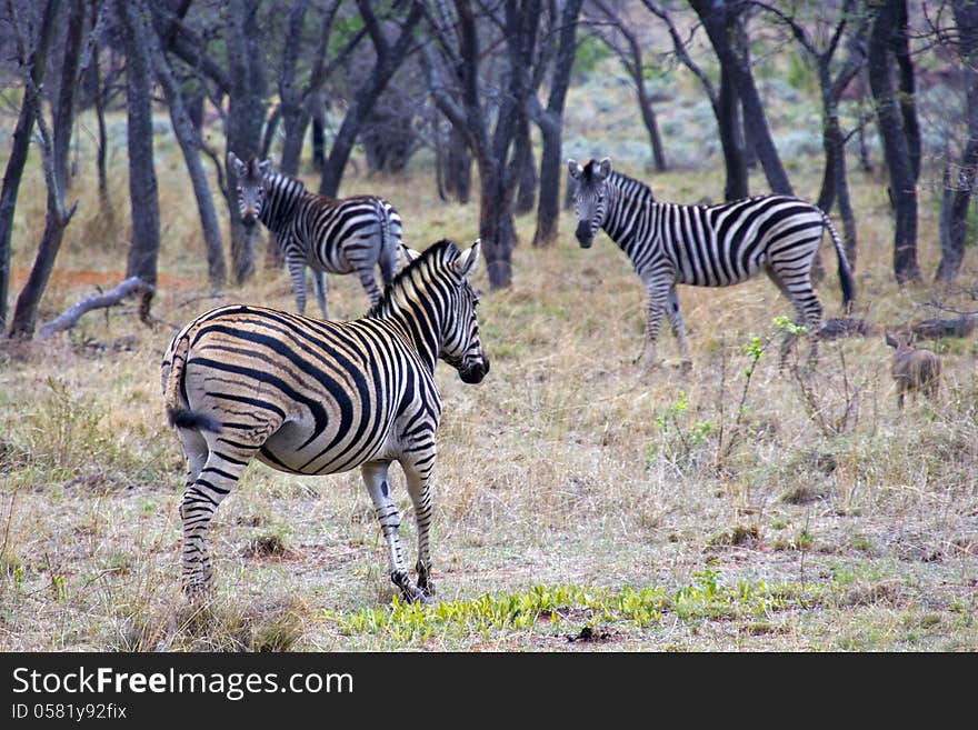 Zebras in the wild