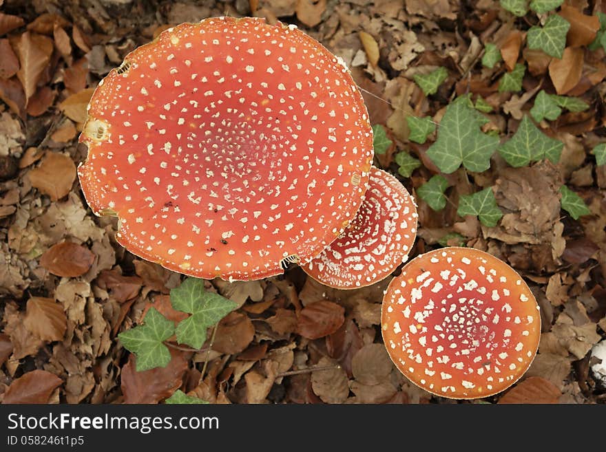 Fly agaric mushrooms