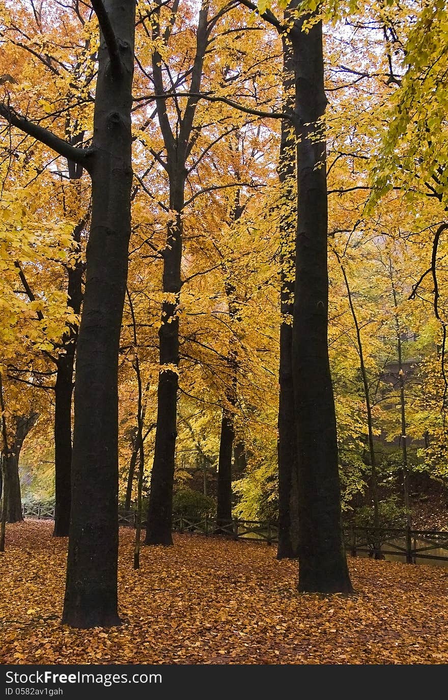 Forest in yellow autumn colours. Forest in yellow autumn colours