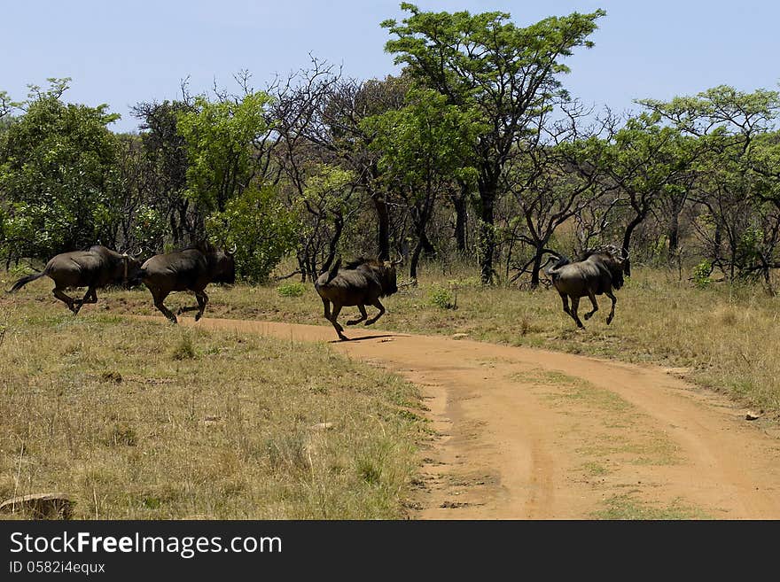 Wildebeast jumping in South Africa. Wildebeast jumping in South Africa