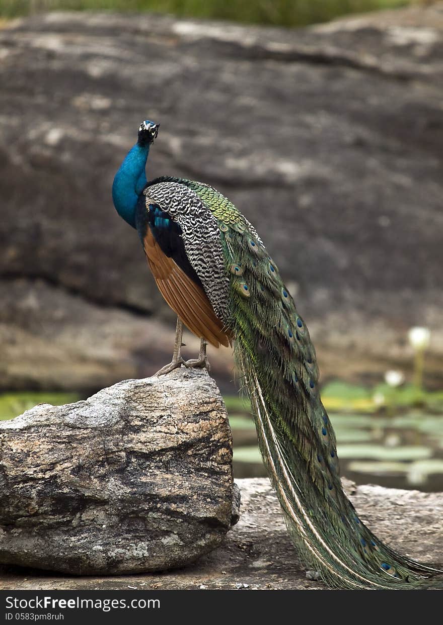 Peacock