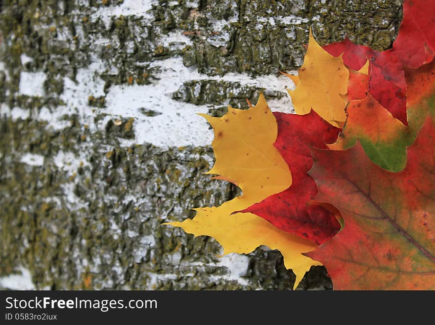 Autumn yellow maple leaves photo. Autumn yellow maple leaves photo