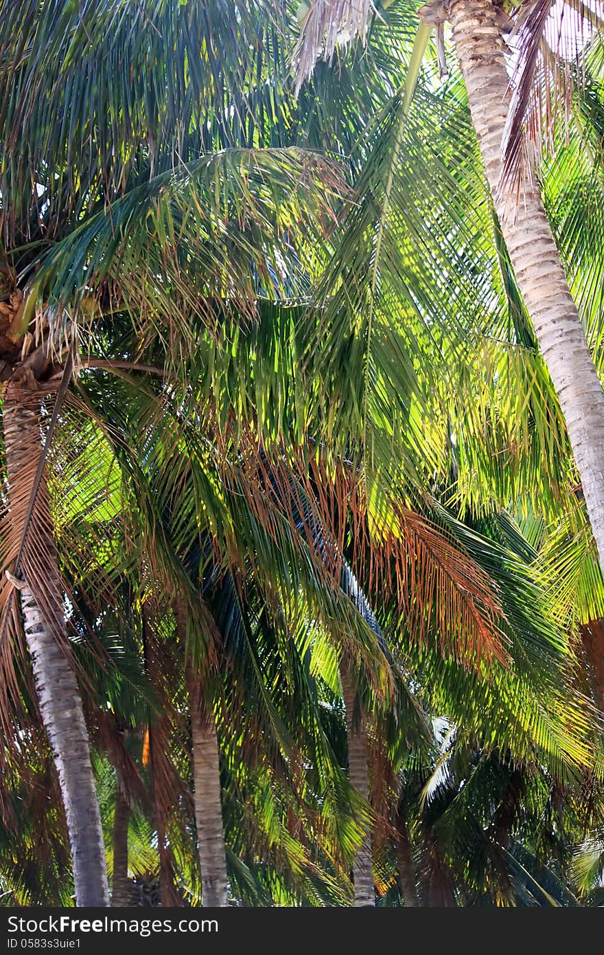 This photo of palms and sunligh