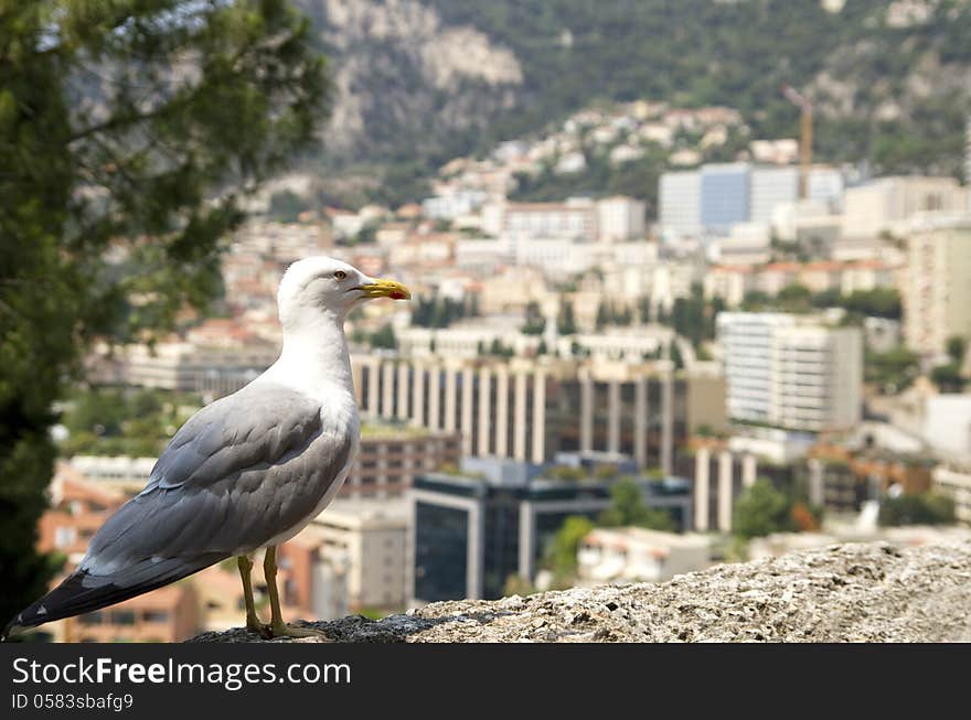 Albatross against Monaco.