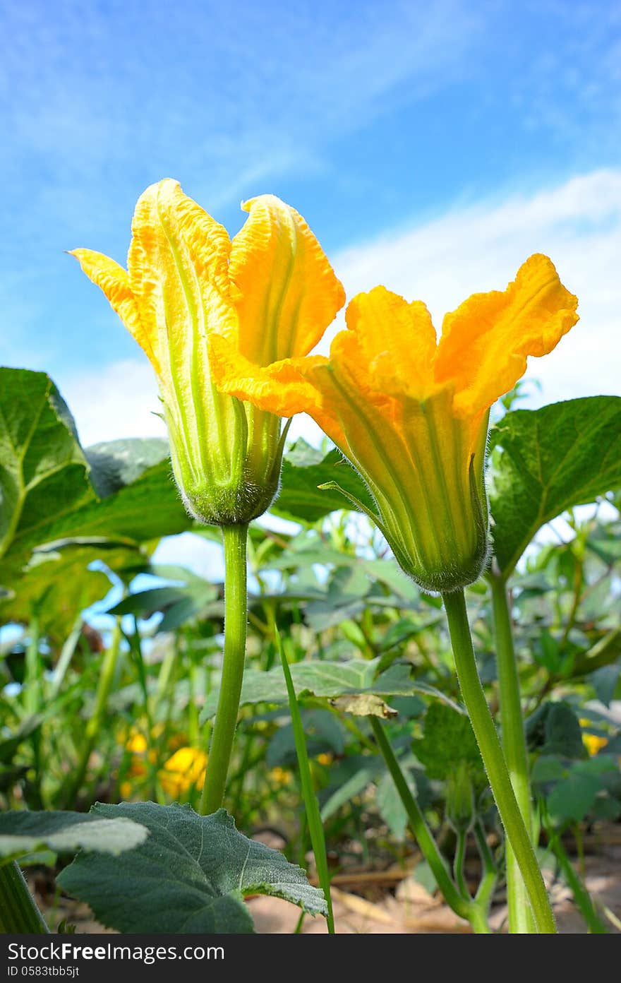 Pure pumpkin flower