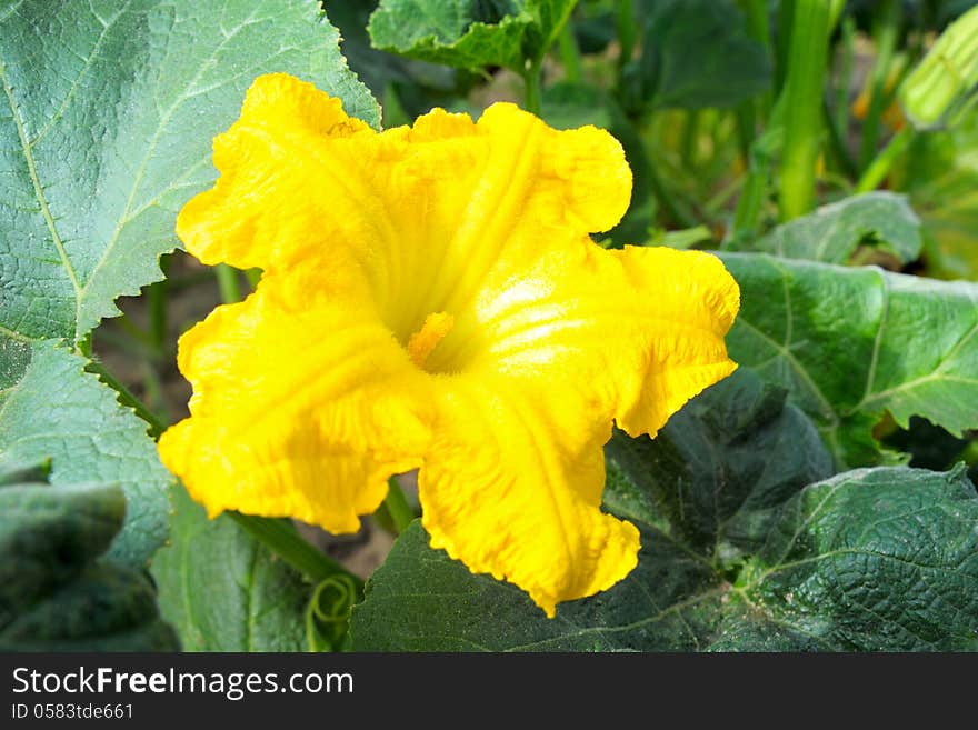 Pure pumpkin flower