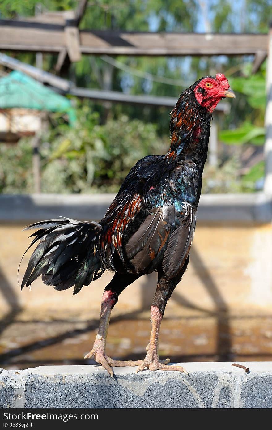 Isolate chicken standing on the wall