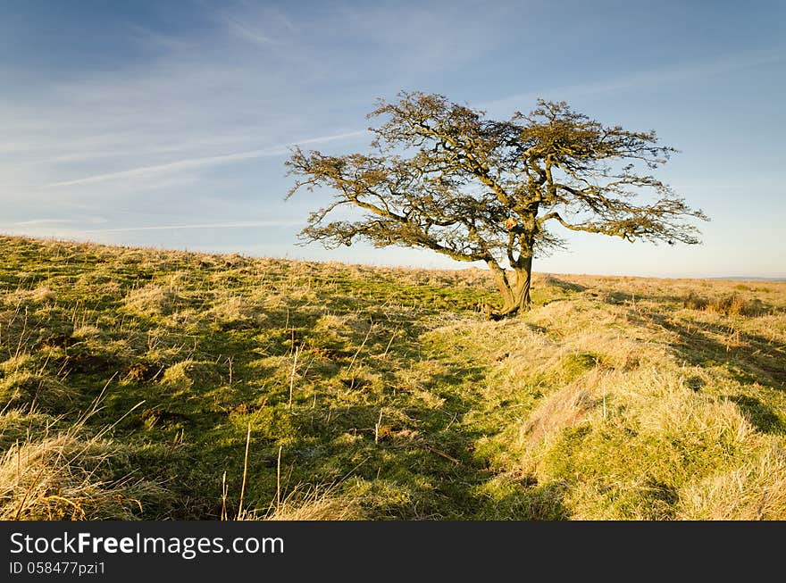 Moorland tree