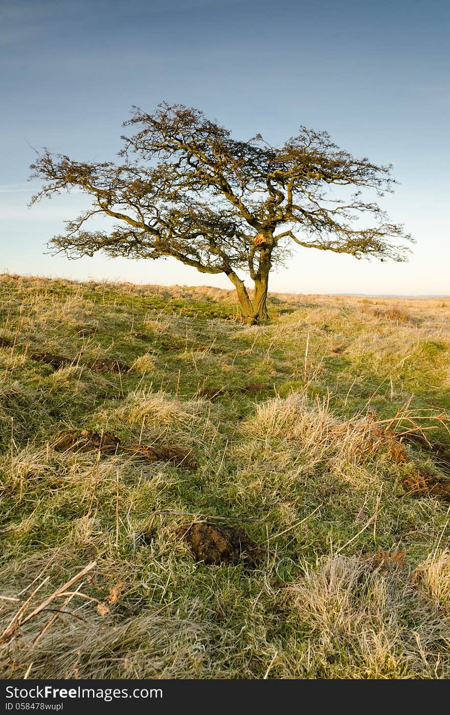 Single tree