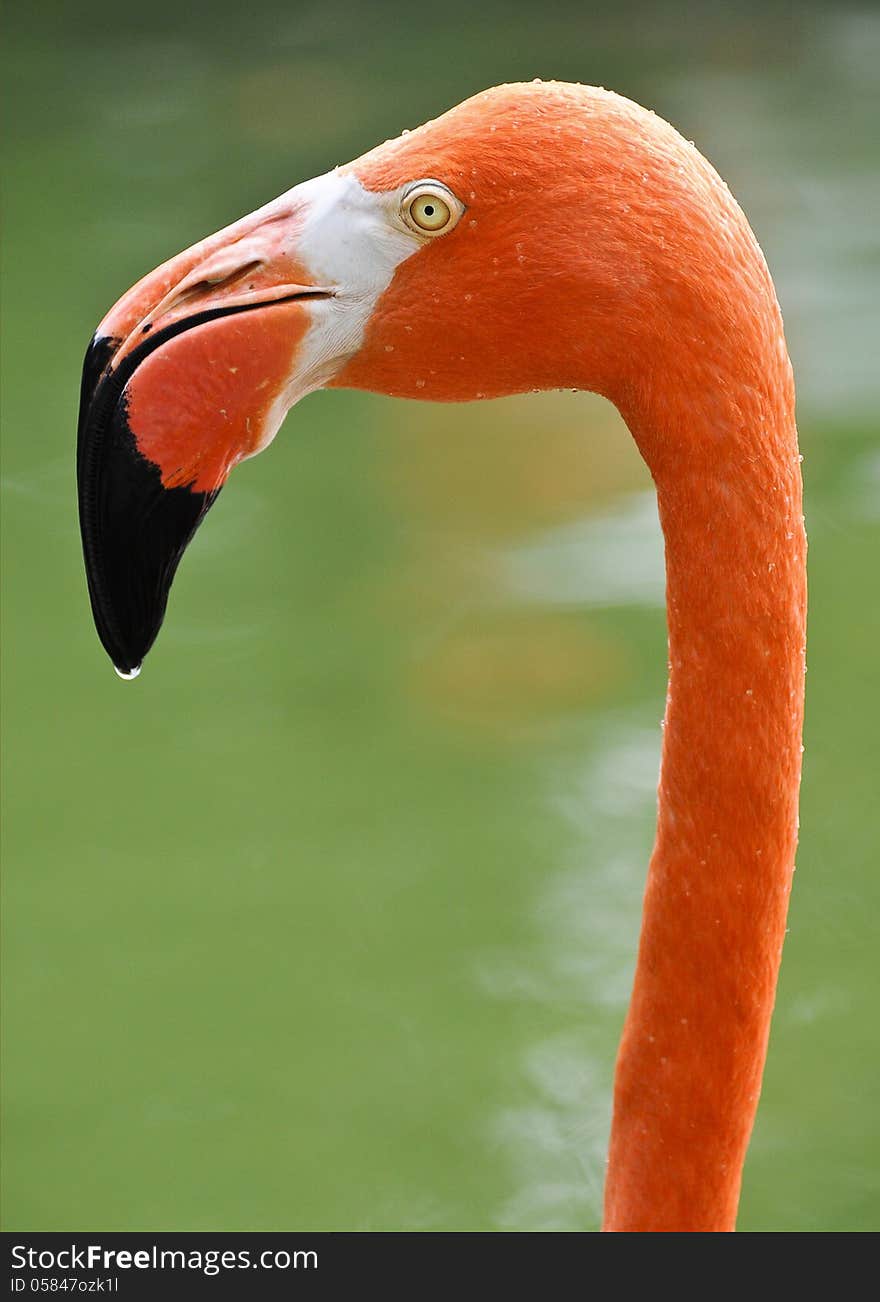 Head and neck of coral flamingo with yellow eye and dew on a black beak against a green background